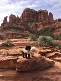 Dogs on rock