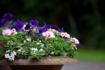 Close-up of flowers blooming outdoors