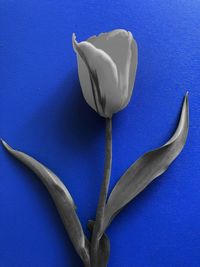 Close-up of blue flower against white background