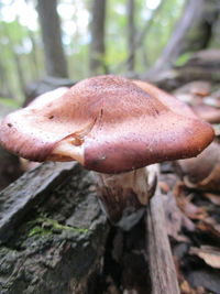 Close-up of mushroom growing on tree trunk