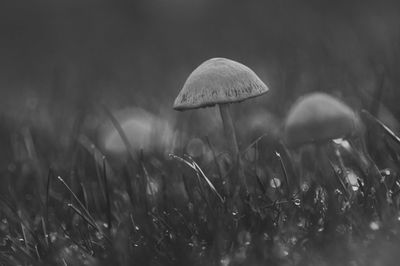 Close-up of mushroom growing on field