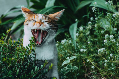 Cat yawning