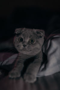Close-up portrait of cat relaxing on bed