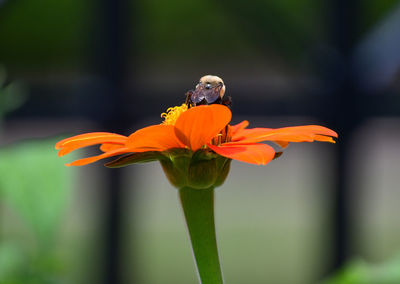 Close-up of insect on flower