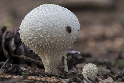 Close-up of mushroom growing on field