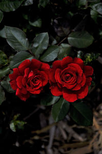 Close-up of pink rose