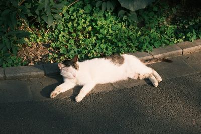 High angle view of a cat lying in sunshine