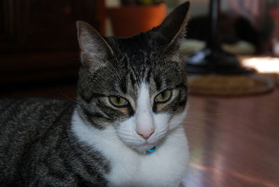 Close-up portrait of cat at home