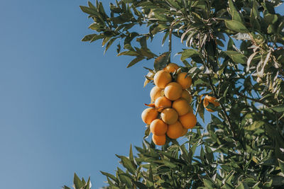 Close-up of oranges growing on tree