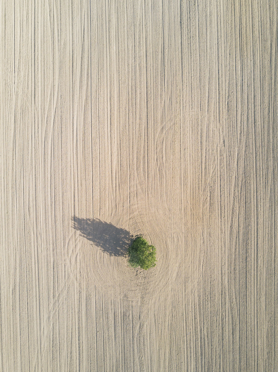 HIGH ANGLE VIEW OF LEAF ON TABLE