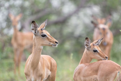 Close-up of deer standing in forest