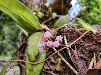Close-up of flowering plant