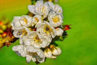 Close-up of white flowering plant