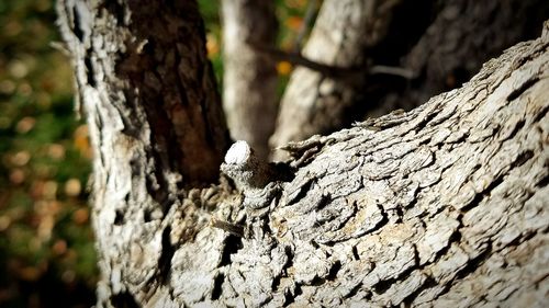 Close-up of lizard on tree trunk