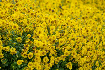 Close-up of yellow flowering plants on field