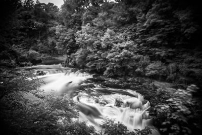 Scenic view of waterfall in forest