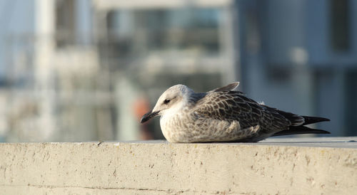 Close-up of bird perching on retaining wall