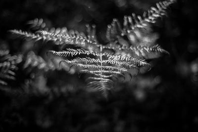 Bracken frond