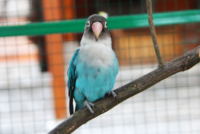 My lovebird which is pastel blue is very beautiful