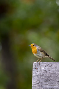 Close-up of bird perching on wooden post