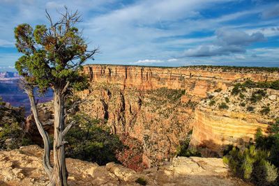 View of trees on landscape against cloudy sky