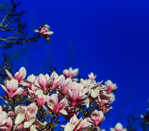 Low angle view of pink flowers blooming against clear blue sky