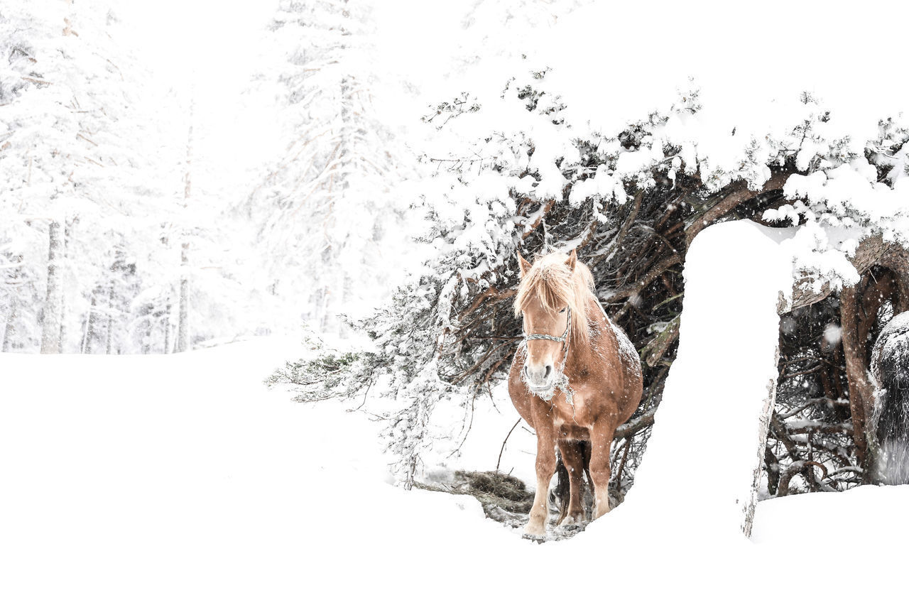 VIEW OF A HORSE ON SNOW
