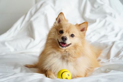 View of a dog lying on bed