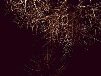 Low angle view of bare tree at night