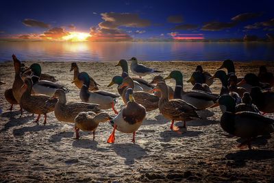 Birds on beach against sky during sunset