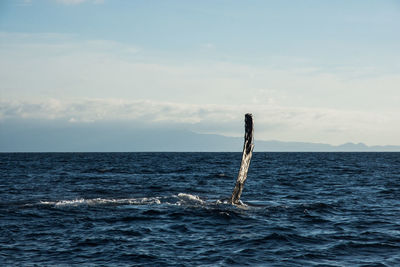 Humpback whale cavorting near islas marietas near bucerias bay, punta mita, mexico