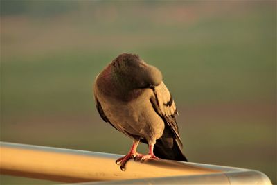 Close-up of bird perching on railing