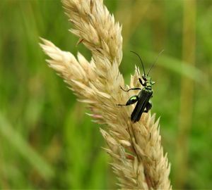 Close-up of insect on plant