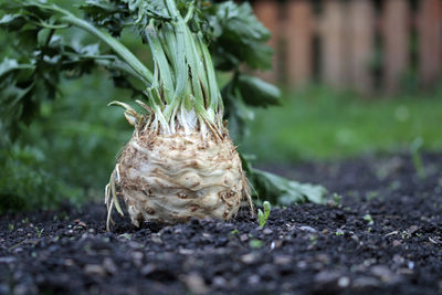 Close-up of  plant growing on field