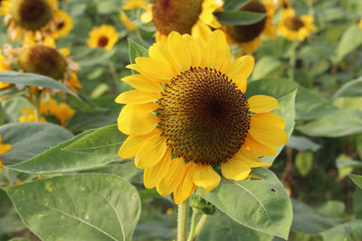 Close-up of sunflower