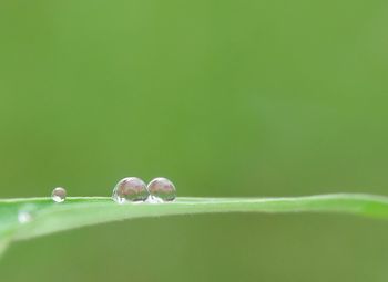 Close-up of lizard on leaf