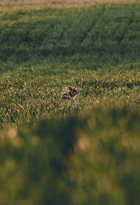 View of bird running on field