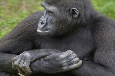 Close-up of gorilla sitting in zoo