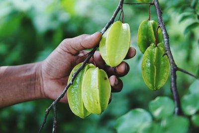 Close-up of hand holding fruit