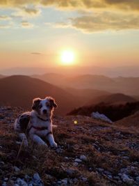 Dog on mountain against sky during sunset