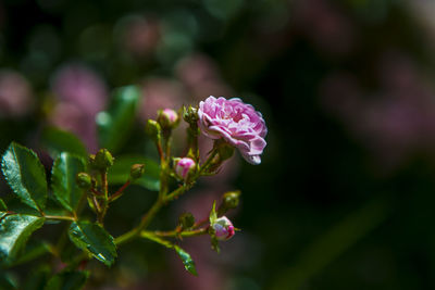 Close-up of pink flowers