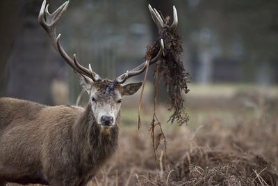 Close-up portrait of deer