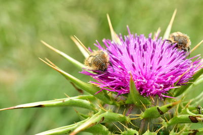 Close-up of bee pollinating on purple flower