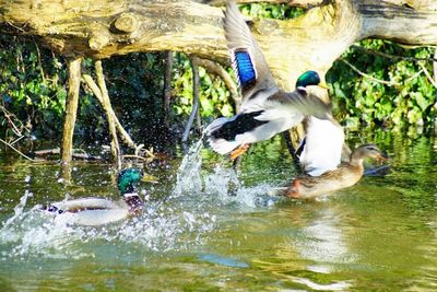 Bird in water