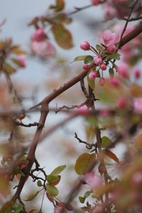 Close-up of apple blossoms in spring