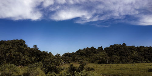 Trees on field against sky