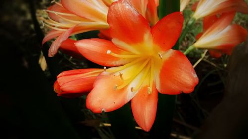 Close-up of day lily blooming outdoors