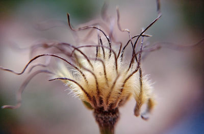 Close-up of dead flower