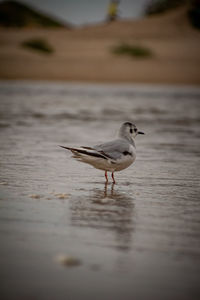 View of seagull on beach