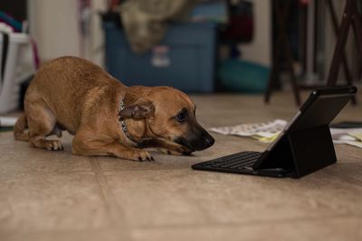 Close-up of dog relaxing on laptop